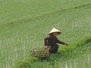 Not enough rice export deals for Vietnam