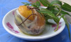 duck fetus