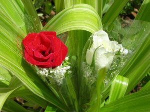 http://commons.wikimedia.org/wiki/File:Red_white_rose231.JPG