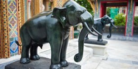 elephant_500x279